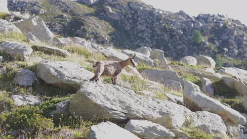 una gamuza caminando sola entre las rocas de las montañas de los Alpes.