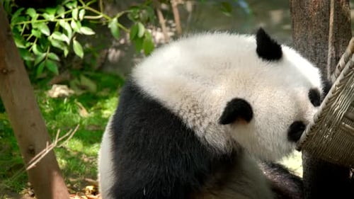 Panda Bear Eating Bamboo in Natural Setting