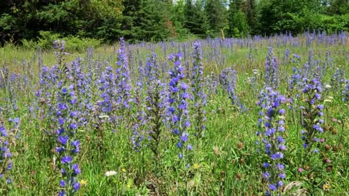 Viper's Bugloss en el campo de Ontario con otras flores silvestres