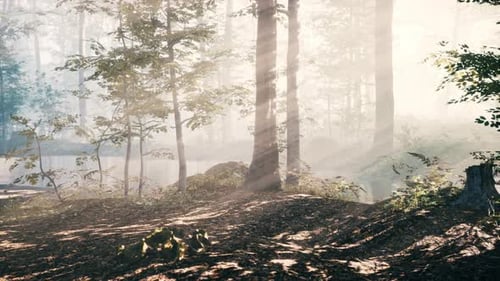 Magic Dark Autumn Forest Scenery with Rays of Warm Light