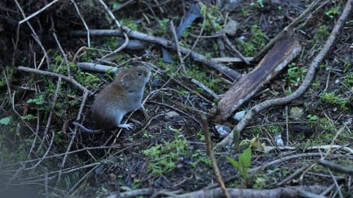 Bankwühlmaus (Myodes Glareolus) auf Waldboden in Veluwe, Niederlande. statisch