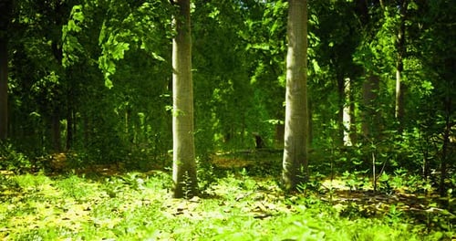 A Serene Forest Filled with Tall Trees and Vibrant Foliage