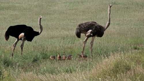 Straußeneltern mit ihren Jungtieren in der Kalahari