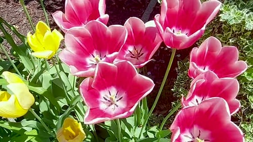 Tulips Blooming in the Spring Time