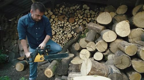 A Guy Cuts Trees with a Chainsaw for Firewood