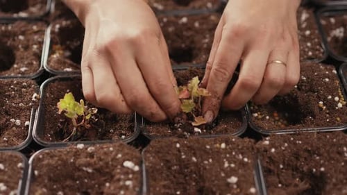 Woman Plants Seedling in Pot at Home