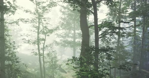 Misty Morning Light Filters Through a Vibrant Green Forest in Serene Nature
