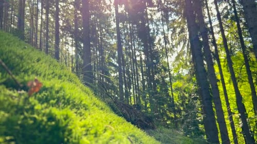 Green Mossy Fairytale Forest with Beautiful Light From the Sun Shining Between the Trees
