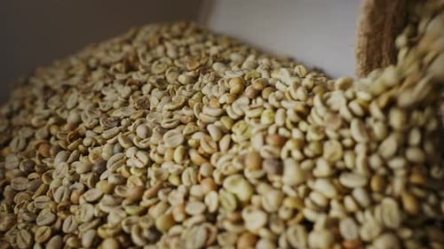 Natural Organic Green Coffee Beans