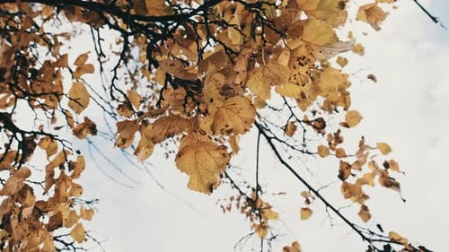 Yellow Foliage on a Tree Branch Against the Sky in an Autumn Park
