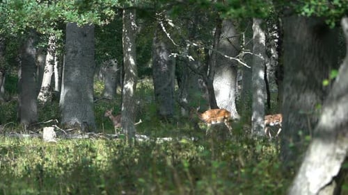 Fallow Deer in forest, summer, sweden