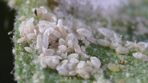 Importants tas de pucerons et de cochenilles infestés sur les feuilles