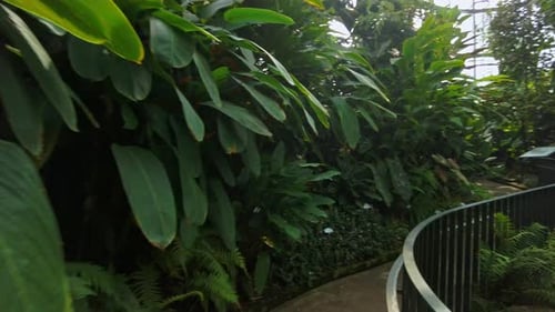 Walking Through Rainforest Path at Tropicarium Bogotá