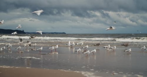 Group of Seagulls are Flying and Standing on the Beach Near the Sea Cloudy Day