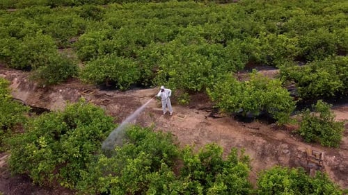 Man spraying pesticides, pesticide, insecticides on fruit lemon growing plantation drone aerial view
