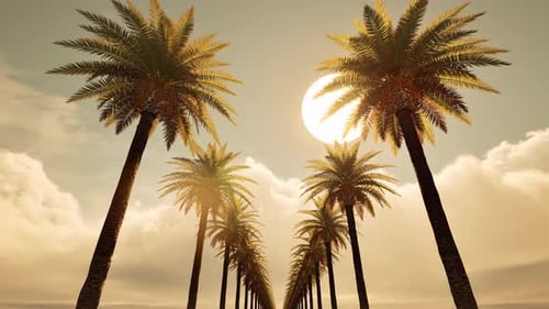 Palm Tree Alley Sunset Move to the Sun