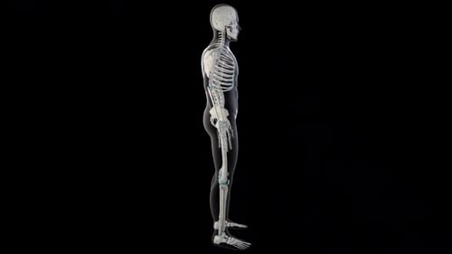 Human Skeleton 3D Model with Highlighted Quadriceps Muscles