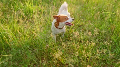 Happy Jack Russell