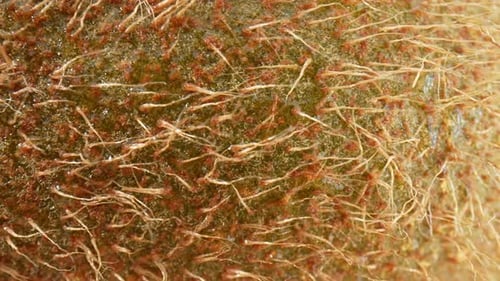 Close Up Texture of Kiwi Skin