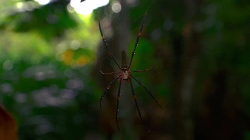 Dangerous golden orb weaver spider in the Daintree Rainforest jungle, Australia. Wild creature anima