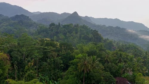 Ascending drone shot of rain forest on hilly landscape.