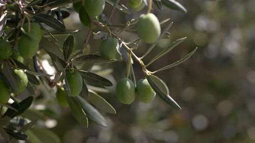 Olive Tree 62