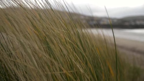 Green and yellow grass moves in wind, sandy beach and ocean in background, slow motion shot, cloudy
