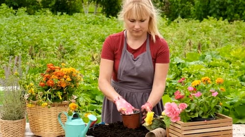 Woman Plant Flowers in the Garden