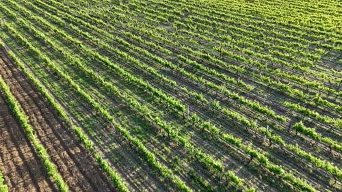 Green Vineyard Rows In Sunlight