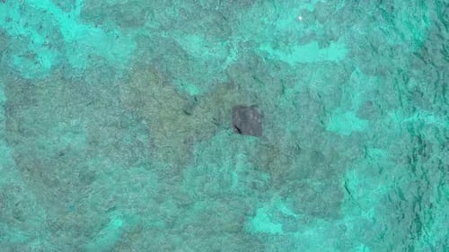 Aerial view of manta ray swimming in turquoise ocean water