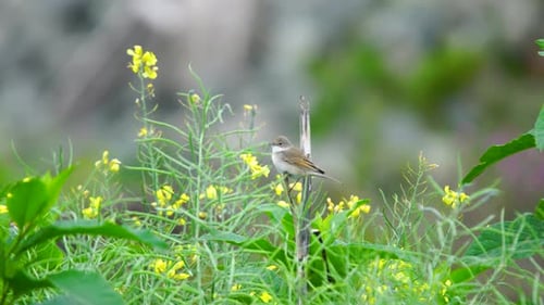 Common Whitethroat