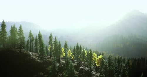 Majestic Forest Landscape with Mist and Sunlight Illuminating Greenery