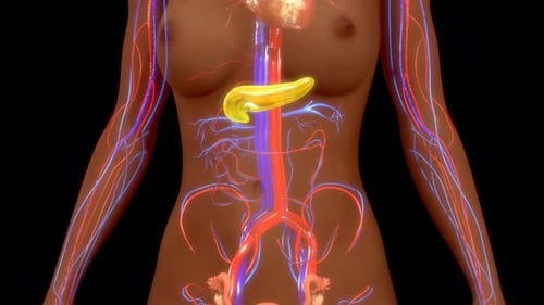 3D Human Pancreas and Circulatory System Medical Animation