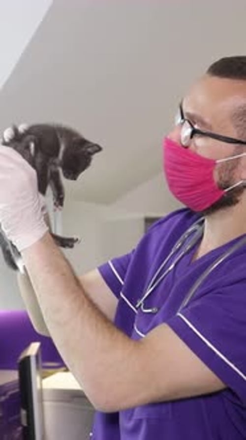 Gentle Vet Holding a Kitten at Animal Clinic
