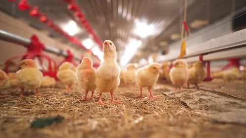 Curious and fuzzy, yellow young chickens in a barn standing tall, examining her surroundings.
