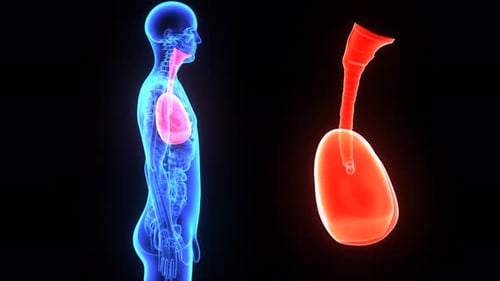 3D Rotating Human Lungs and Respiratory System