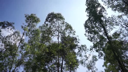 beautiful mountain natural scenery hilly nature panorama, with forest of tall green trees and green