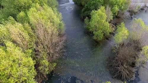 Aerial view algae and water pollution