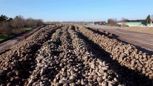 Großer Haufen geernteter Zuckerrübenwurzelfrüchte auf dem Feld — Drohnenschuss