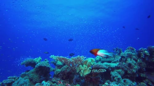Underwater Sea Coral Reef
