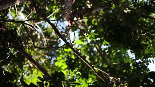 Looking Up The Tree 01