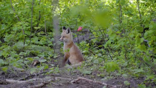 Fox in the Woods Tracking-Aufnahme