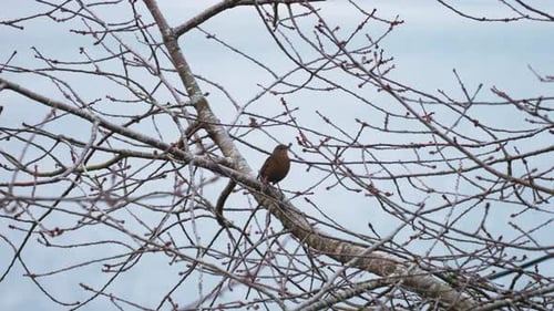 Vogel sitzt auf einem Baum und schaut sich um