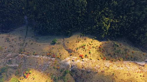 Aerial View Of Dense Forest In Italian Alps With Green And Fall Foliage.