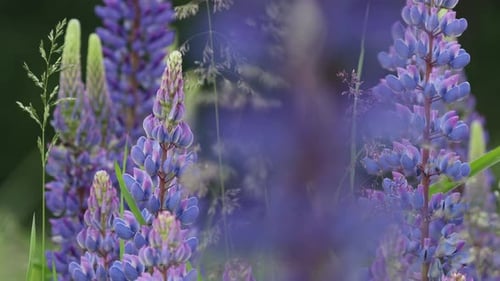 Wildblumenstrauch Lupine im Sommer, Feld, Wiese, Panorama, Sommerhintergrund, Lupinus, allgemein bekannt