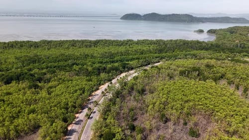 Aerial Wetland Mangrove Forest with Curving Coastal Road
