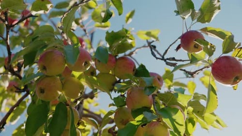 Racimos de manzanas maduras que cuelgan de ramas con hojas verdes bajo la brillante luz del sol otoñal