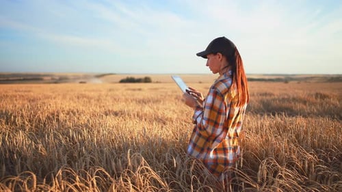 Woman Agronomist Farmer Stands and Holds Tablet in Her Hands Checks Harvest in Wheat Field