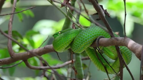 Zoomez sur ce charmant serpent posé sur la branche après un repas, Vogel's Pit Viper Trimeresurus