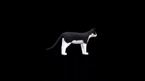 Animated Black and White Tuxedo Cat Rotating 360 Degrees